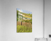 IMG 2070 bull cow Under the rainbow Acrylic Print