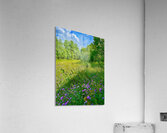 IMG 4039 Green grass purple flowers blue sky Acrylic Print