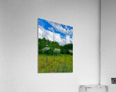 IMG 4041 wildflowers and Aspen trees Acrylic Print