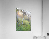 IMG 4252.sun going down in the aspens Acrylic Print