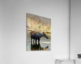 IMG 2748. Cow moose in a glassy pond Acrylic Print