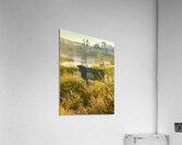 IMG 2179 Black cow Silhouette At sunrise Acrylic Print