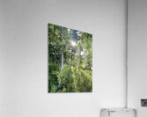 IMG 2048 White light through the Aspen trees Acrylic Print