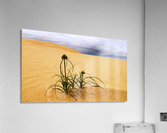 Desert flower 1 Acrylic Print