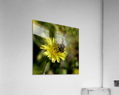 Curly Lettuce Yellow Flower with Bee  Acrylic Print