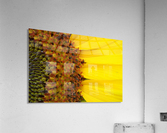 Sunflower American Giant variety macro  Acrylic Print
