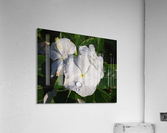 Vinca  Acrylic Print