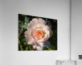 Pink Rose  Acrylic Print