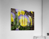 Pansy Acrylic Print