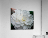 Camelia  Acrylic Print