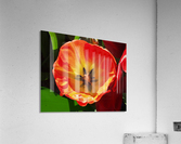 Poppy  Acrylic Print