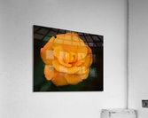 Orange Rose  Acrylic Print