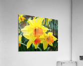 Daffodils  Acrylic Print