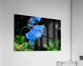 Himalayan Poppy Acrylic Print
