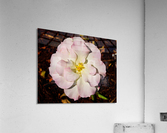 Pink Rose 2 Acrylic Print