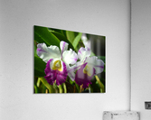 Purple And White Orchids Acrylic Print