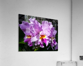 Frilly Orchid  Acrylic Print