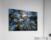 Wormsloe Plantation   Savannah 04433 Acrylic Print