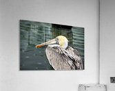 Pelican 1  Acrylic Print