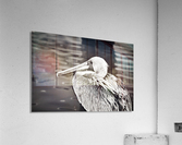 Pelican 1 in Black and White  Acrylic Print