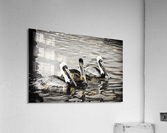 Pelicans in Black and White  Acrylic Print