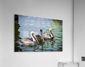 Pelicans  Acrylic Print