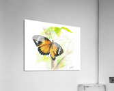 Butterfly  Acrylic Print