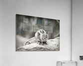 Chipmunk in Black and White  Acrylic Print