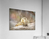 Chipmunk  Acrylic Print