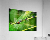 Critters  Acrylic Print