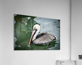 Pelican 2  Acrylic Print
