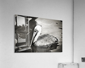 Pelican 2 in Black and White  Acrylic Print