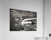 Duck in Black and White  Acrylic Print