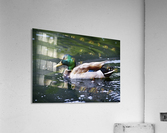 Duck  Acrylic Print