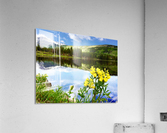 Flowers by the Bear Lake  Acrylic Print