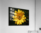 Yellow Zinnia Acrylic Print