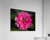 Zinnia Acrylic Print