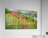 Wild Spider Lilly  Acrylic Print