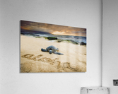 Baby Honu  Acrylic Print