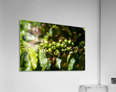 Kauai Coffee Company   Hawaii 0150 Acrylic Print