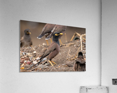 Mynah Bird   Kauai Hawaii 1230 Acrylic Print