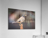 Mynah Bird   Kauai Hawaii 1251  Acrylic Print