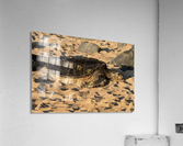 Green Sea Turtles on Hookipa Beach   Maui Hawaii 4410 Acrylic Print