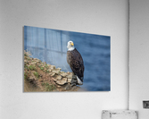 Perched and Proud Acrylic Print