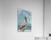 Pelican Acrylic Print