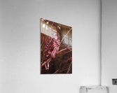 Owl on site Acrylic Print