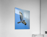 Northern Harrier in Flight  Acrylic Print