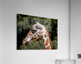 Profile of a Giraffe Acrylic Print
