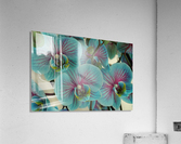 Orchid vibrant Acrylic Print