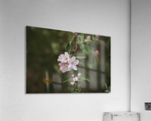 Avant les pommes Acrylic Print